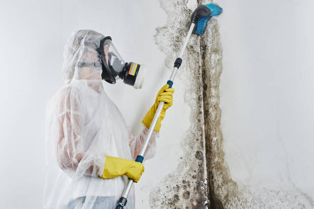 Professional Mold Removal in William Paterson University Of New Jersey, NJ
