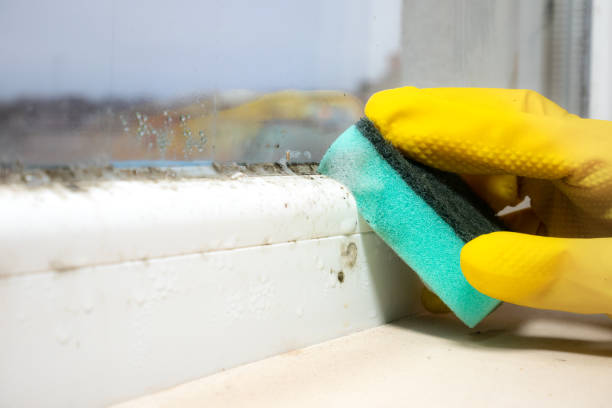 Best Mold Removal Near Me  in William Paterson University Of New Jersey, NJ