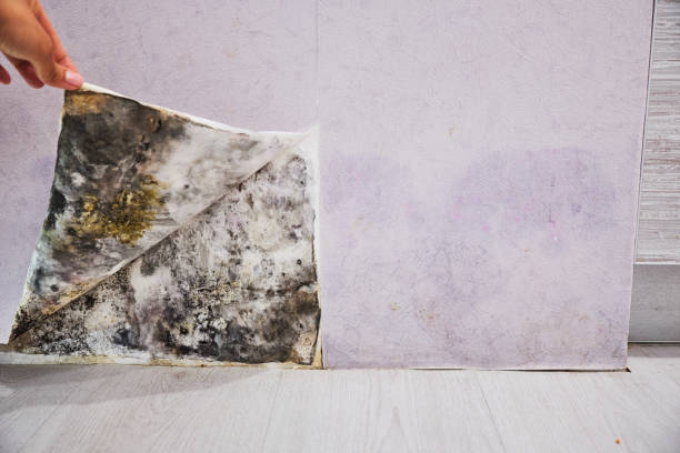 Mold Removal Process in William Paterson University Of New Jersey, NJ